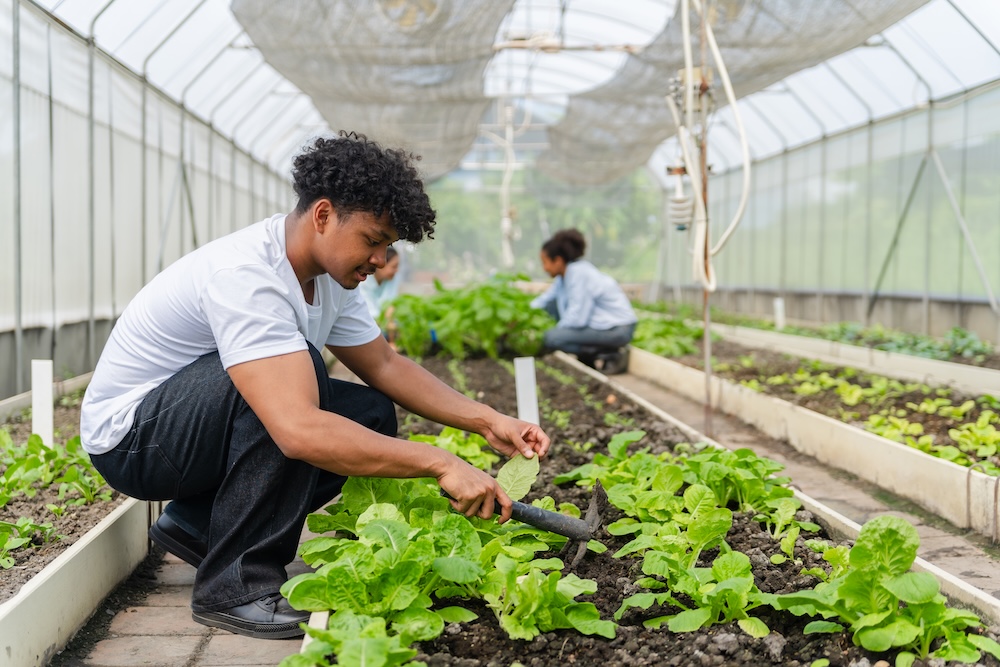 Group of young people working together in a greenhouse, growing and caring for green vegetables.
